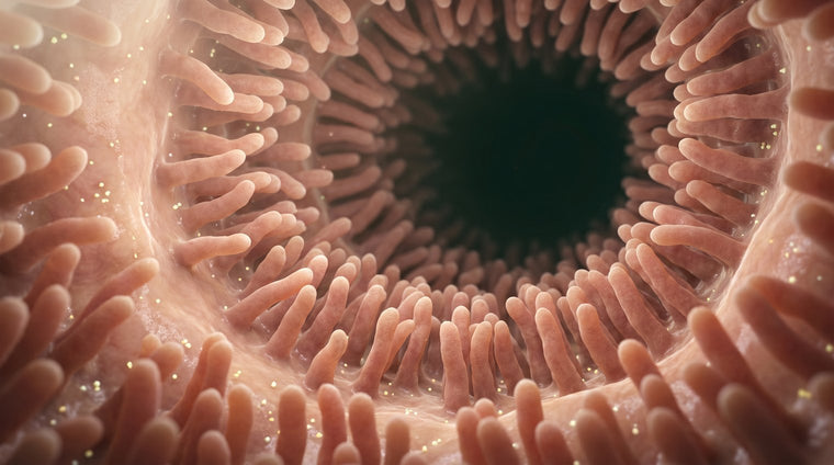 Healthy intestinal villi with a settled, balanced surface