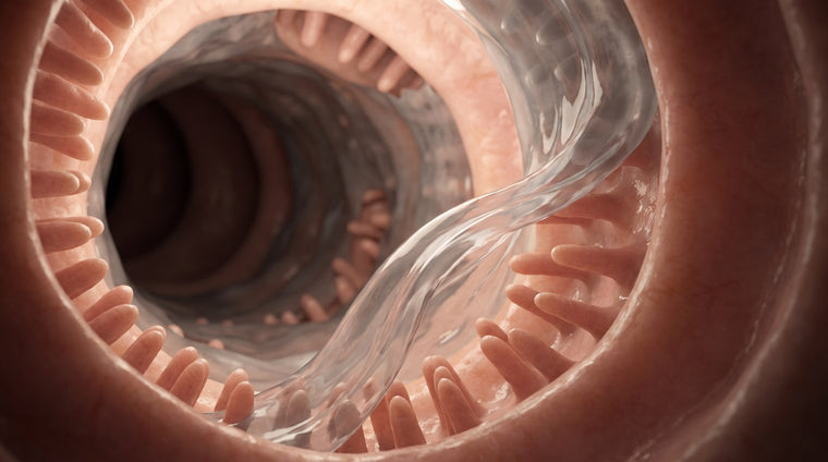 A clear current lifting film away from the intestinal wall